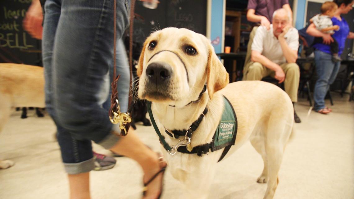The UA's Paws for the Cause partners with a nonprofit organization, Guide Dogs for the Blind, based in California and Oregon. The UA's Paws for the Cause partners with a nonprofit organization, Guide Dogs for the Blind, based in California and Oregon.
